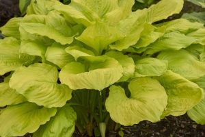 Seasons in the Sun, Hosta